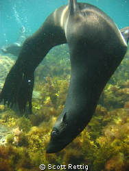 California Sea Lion, Isla Guadalupe, Mexico
Not cropped by Scott Rettig 